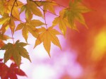 Fall Colours Reports